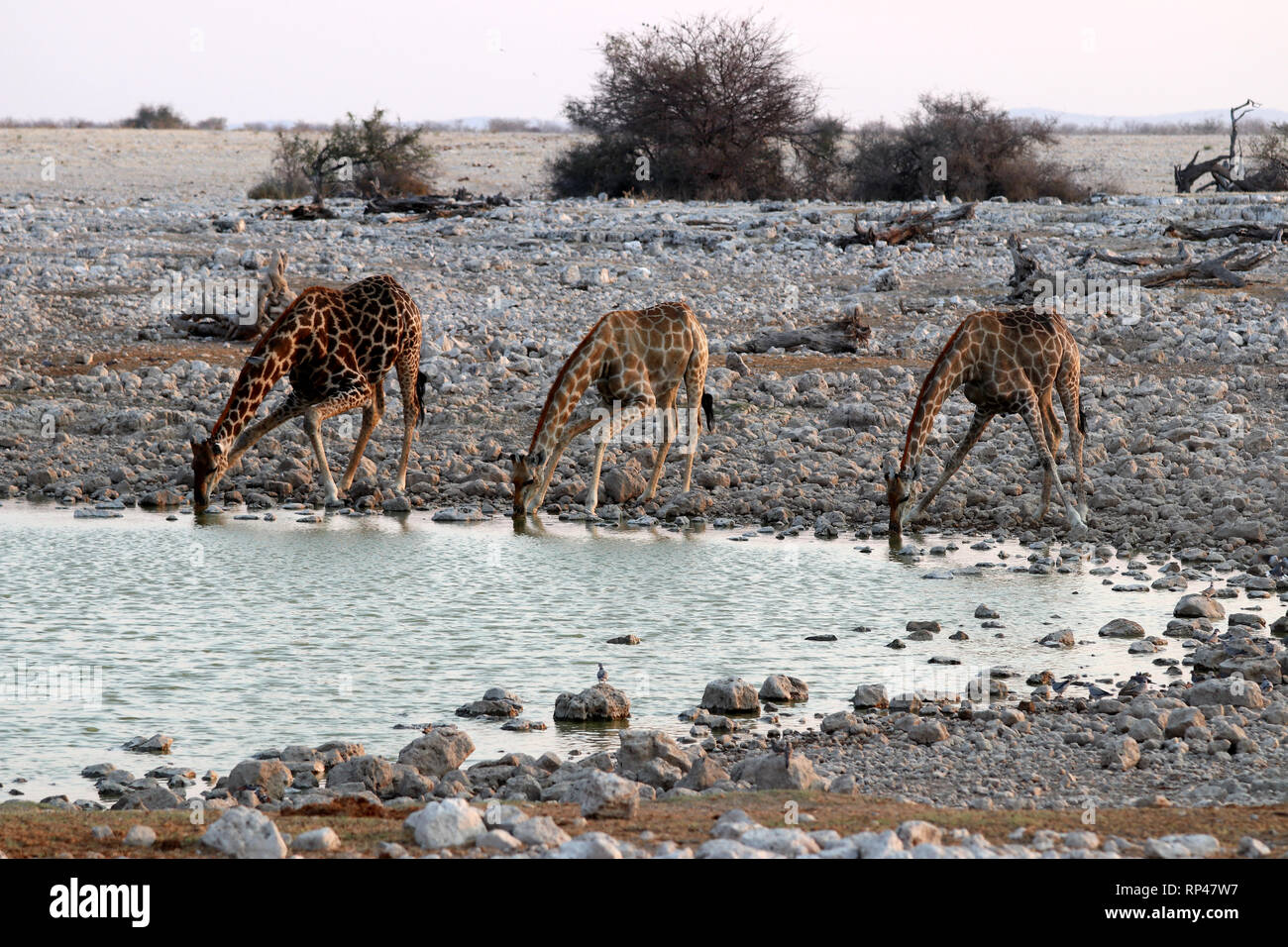 three giraffes and zebras at the waterhole - Namibia Africa Stock Photo