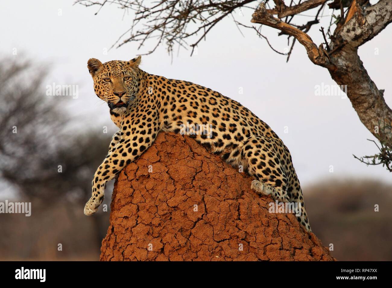 Leopard (Panthera pardus) on a termite hill – Namibia Africa Stock Photo