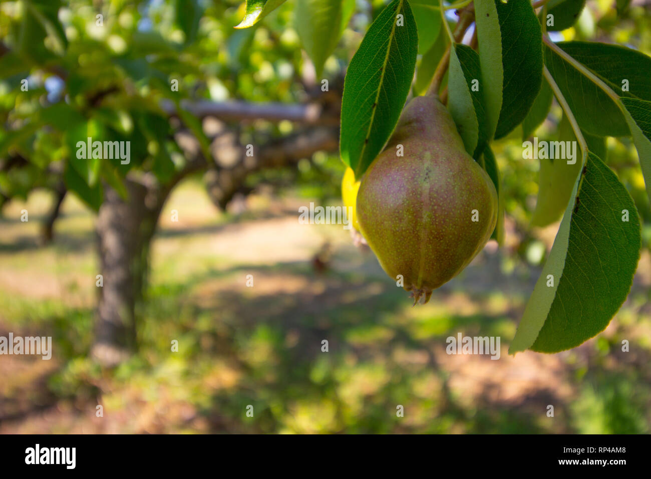 Pear Tree Michigan Pear Tree, Michigan Stock Photo - Alamy