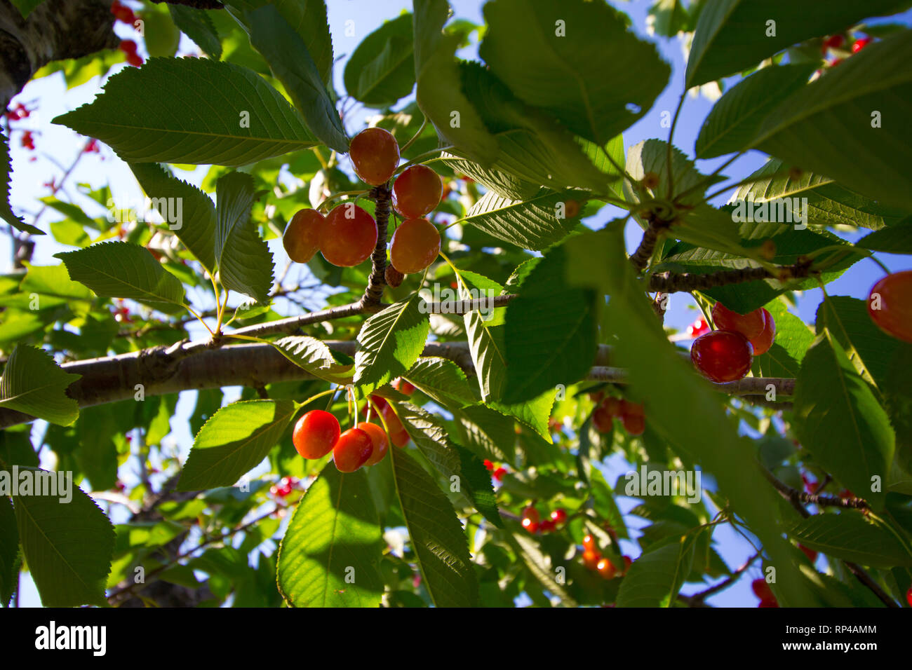 Cherry Tree, Michigan Stock Photo Alamy