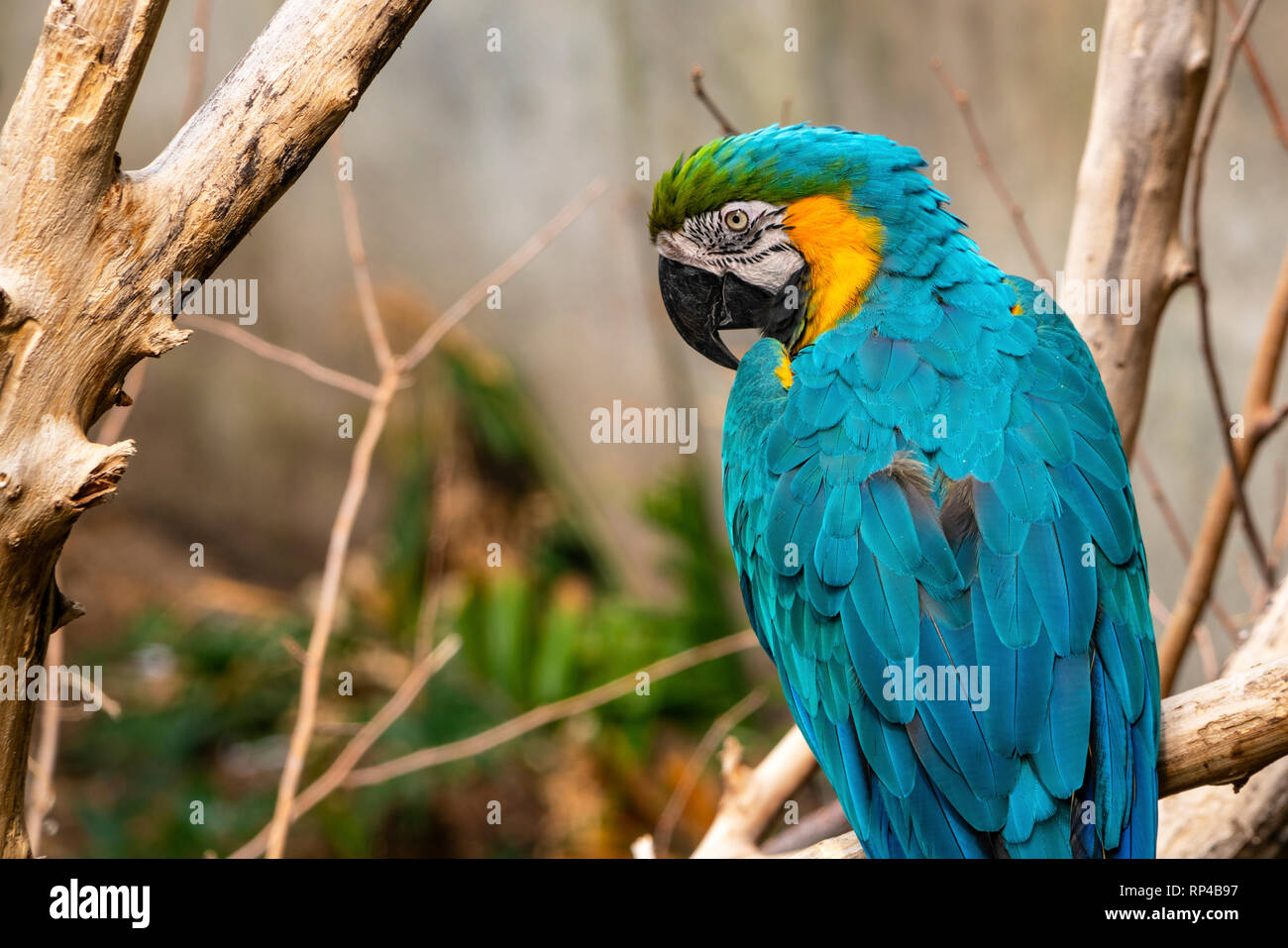 Blue and Gold Macaw Stock Photo Alamy