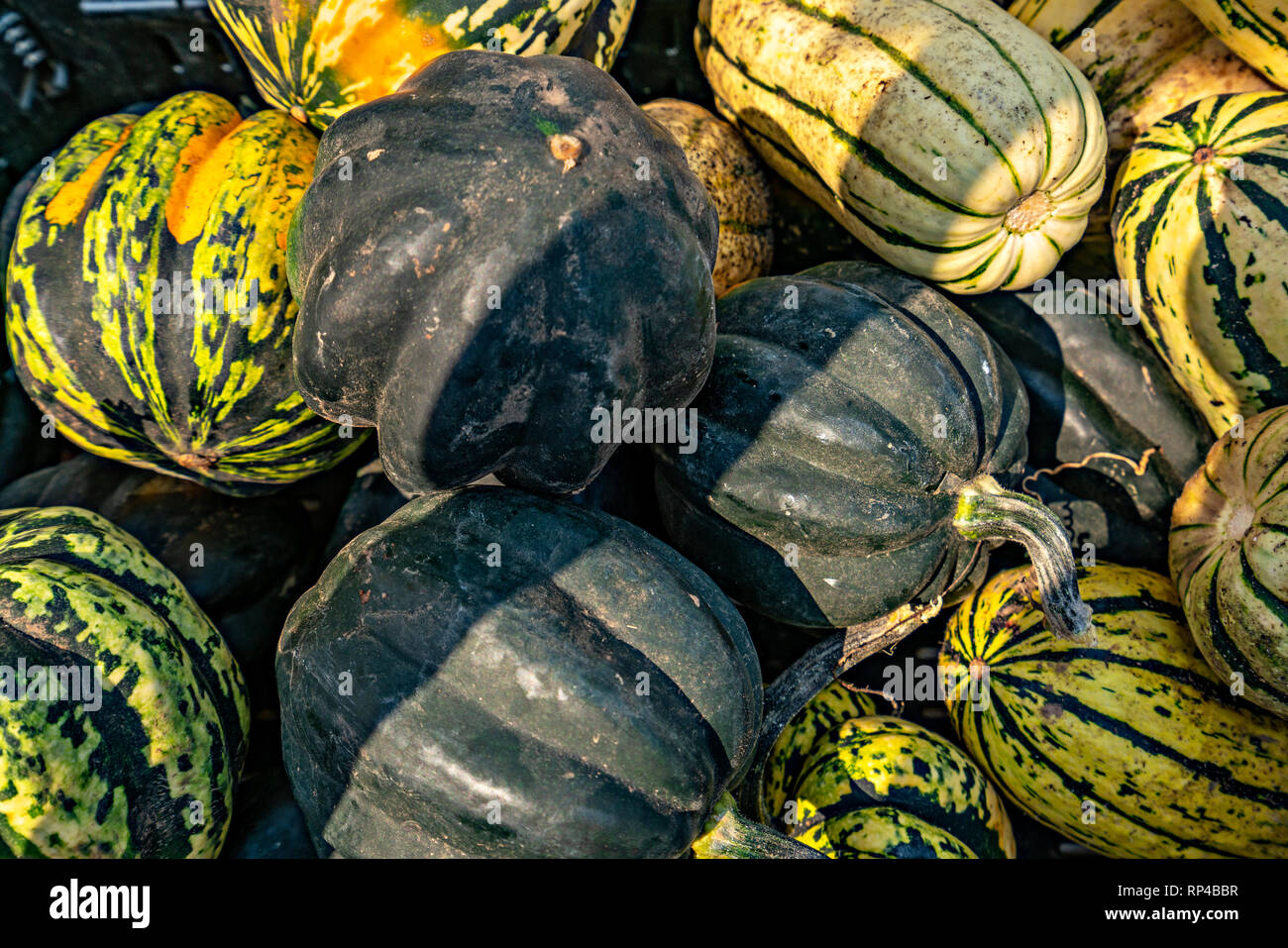 Gourds harvest hires stock photography and images Alamy