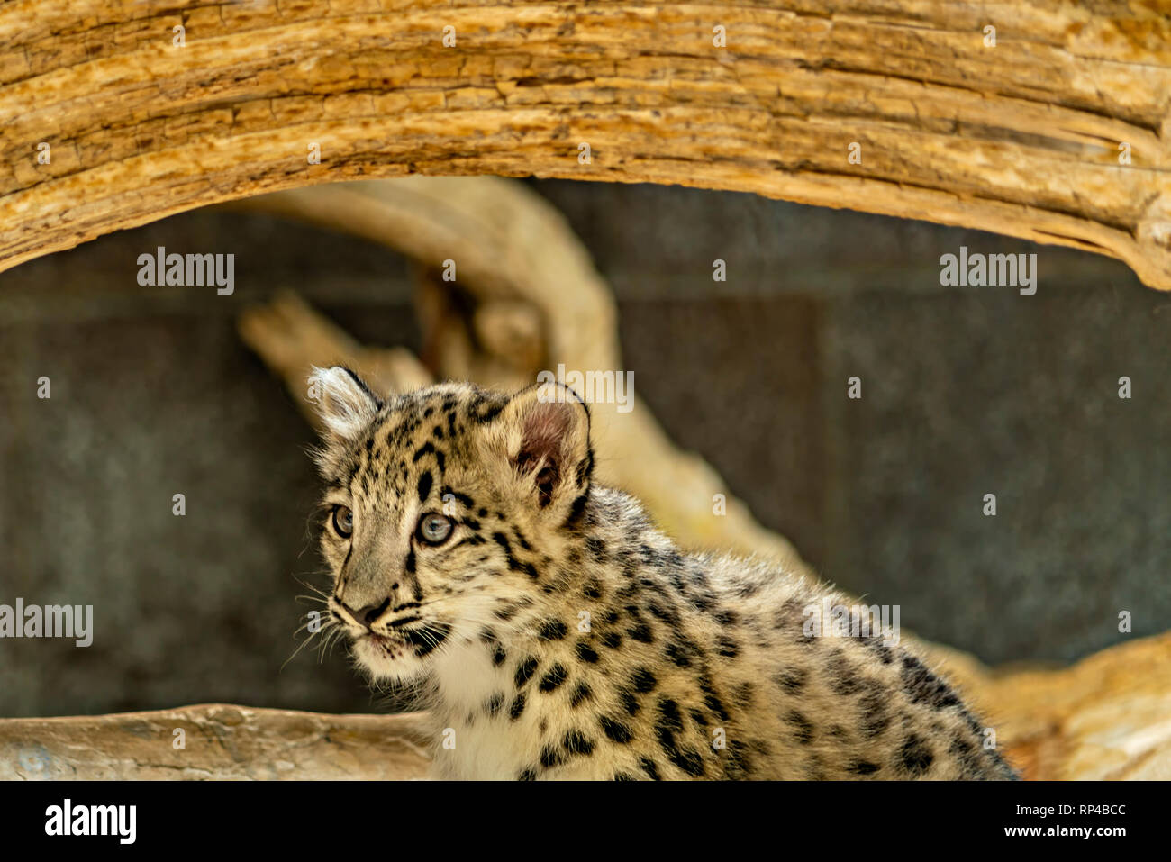 Snow Leopard Cub Stock Photo