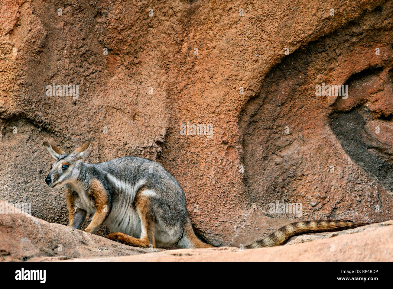 Yellow-footed Rock Wallaby Stock Photo