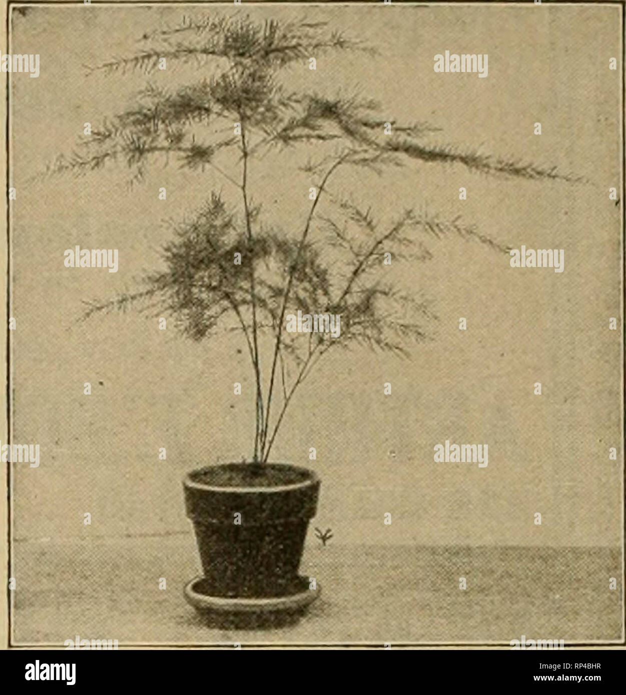 . The American florist : a weekly journal for the trade. Floriculture; Florists. 312 The American Florist. Feb. 24, CHAMP WEILAND We will have a surplus of 20,000 plants of this rose to offer for spring delivery. Subject to prior sale, we quote strong, own root stock from 2;4-in. pots, at $12.00 per 100; SIOO.OO per 1000. Eyes for grafting, $65.00 per 1000, Weiland & Risch, 154 N. Wabash Ave., Chicago. Mention the American Florist when writing THE G. HERBERT COY SEED CO. VALL£T, Douglas County, NEB. CONTRACT GROWIRS OF HIGH GRADE SEEDS Cncnmber, Maskmelon, Squash and Pnmpkln, Sweet. Flint Stock Photo