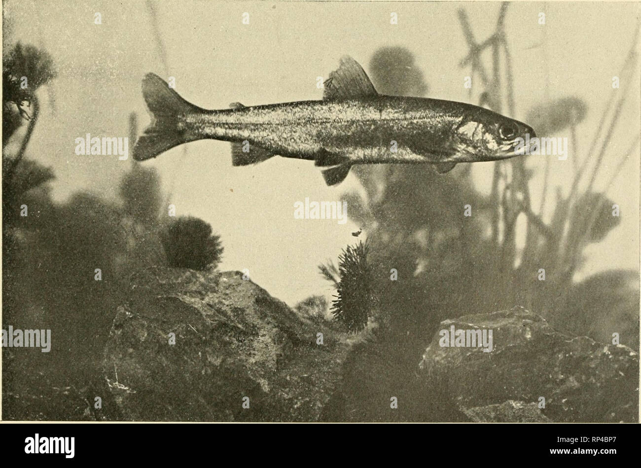 Montana grayling hi-res stock photography and images - Alamy