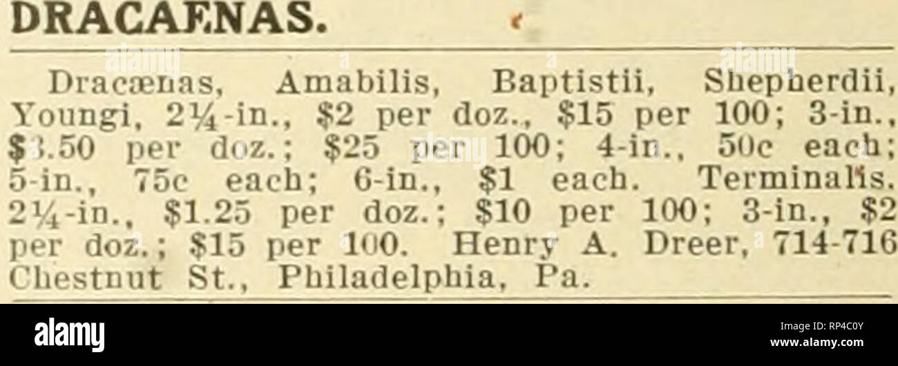 . The American florist : a weekly journal for the trade. Floriculture; Florists. 402 The American Florist. Sept. Carnatious, Peerless Piuk. $12 per 100; $100 Iier 1.000. Couiiuest. $7 per 100; $G0 per 1.0 0. White Enchantress, $7 per 100; $6U per 1.000. EnchaDtress. %:. Elitch Long Greenhouses. Deuver. Culo. CLEMATIS. Clematis Jackmani, hybrids assorted, pot- grown, 6-in., 30c each; $3.50 per doz. Pani- culata, 6-in.. .$1.50 per doz. The Geo. Witt- liold Co.. 7.37 Buckingham Place, Chicago. Clematis. W. &amp; T. Smith Co.. Geneva, N. Y. COLEUS. ^ COLEUS. best standard varieties, all colors, 2y Stock Photo