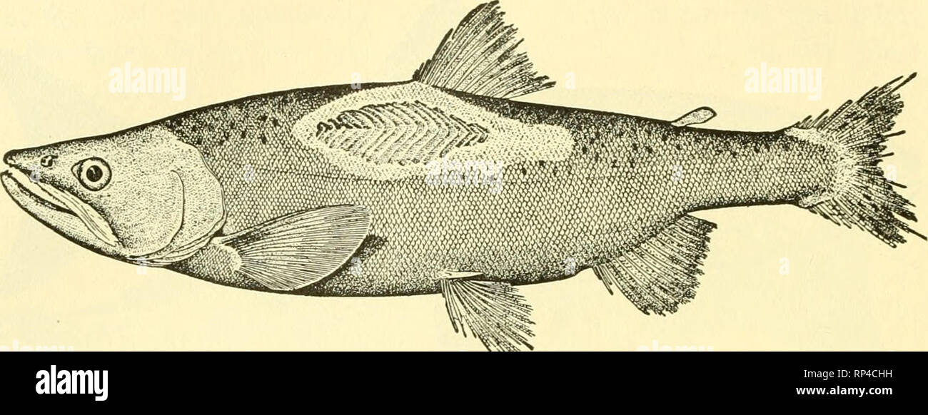 Common species that rub gravel