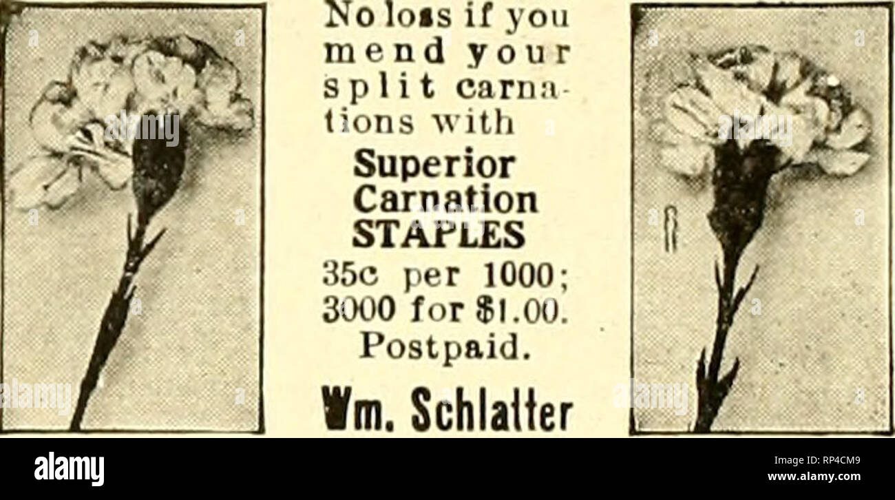 . The American florist : a weekly journal for the trade. Floriculture; Florists. 344 The American Florist. Aug. 31, Index to Advertisers. AlfredLozierRosery.330 Amer Balb Co I AmIineECCo 321 AodersoD S A 329 ADrermueiler G H Co i&gt;2 Aphme Mfg Co Mi Avenue Floral Co..329 Baer Julius 329 Barnard W W C0...J137 BaBsettS Washburn.314 Baumer Ane K 331 Baur Window Glass „Co IV BayersdorferH&amp;Co.323 geeerow's 3/8 Berger Bros 322 Berning H G 322 BodcerJ &amp; Sons Co..333 golandJB 331 Bolgiano J&amp;Son....335 Boston Florist Supp.y Co 318 Bramiey &amp; 3on 3i7 Braslan Seed Grow- ers Co 332 Breitme Stock Photo