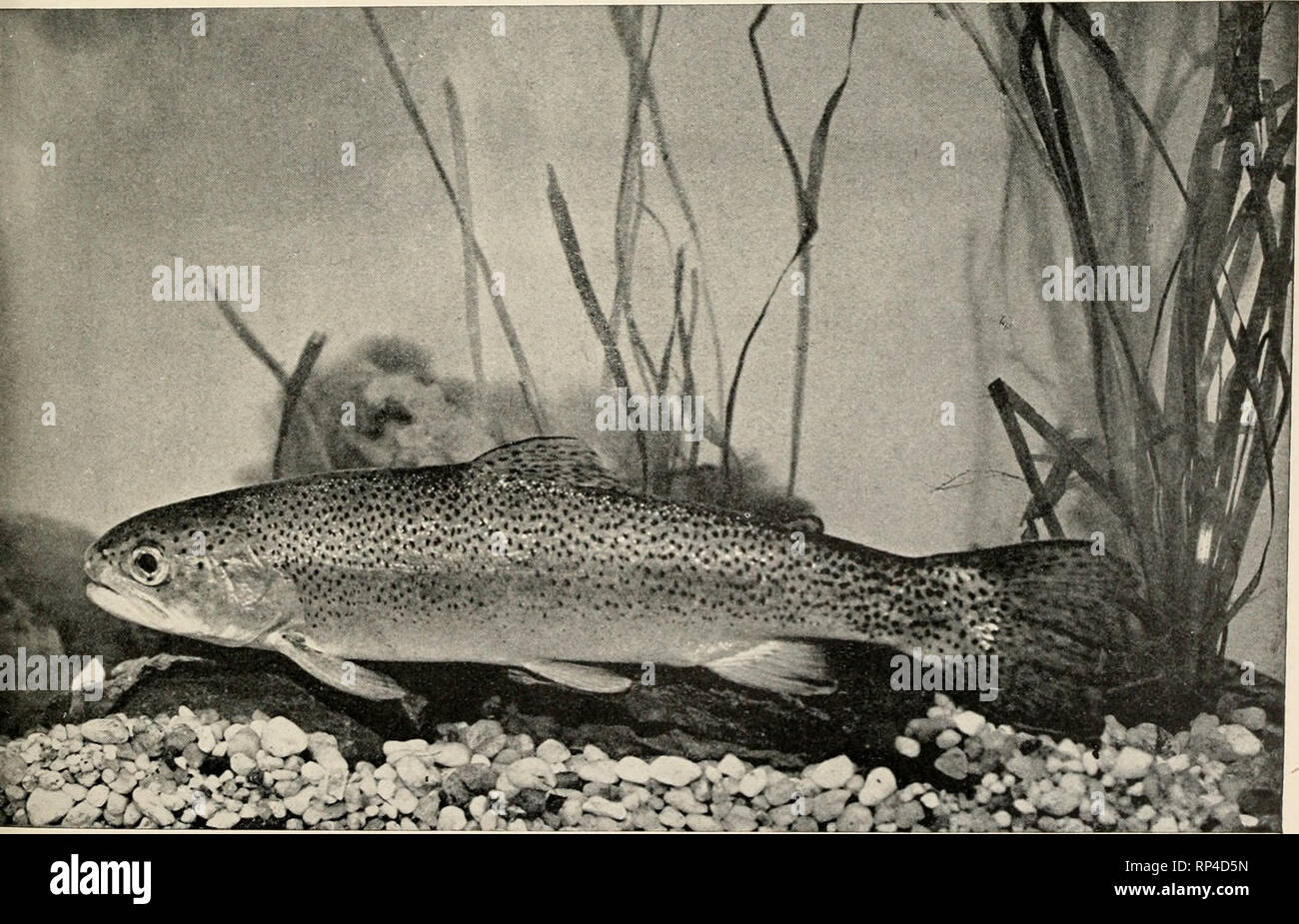 alamy