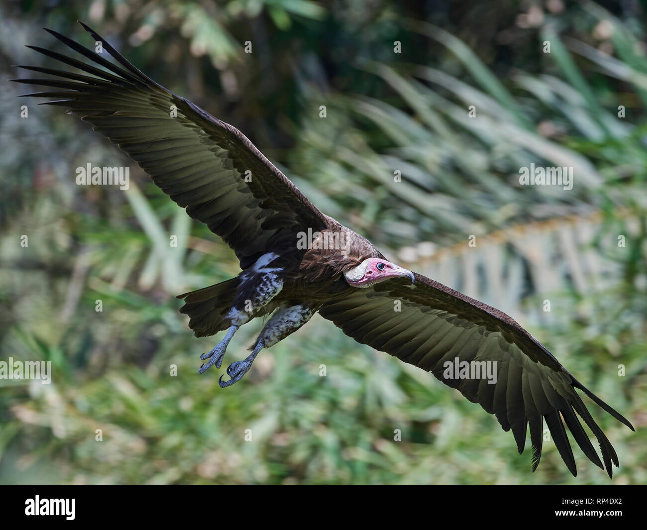 Hooded vulture in flight in its habitat in The Gambia Stock Photo Alamy