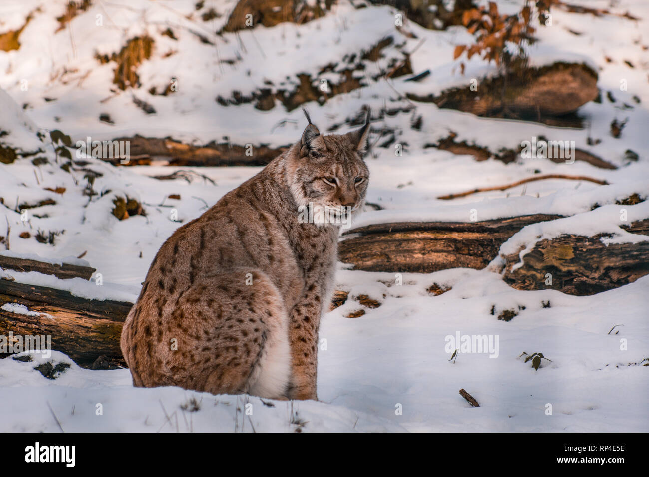 lynx in snowy winter landscape, lynx enclosure near Rabenklippe, Bad ...
