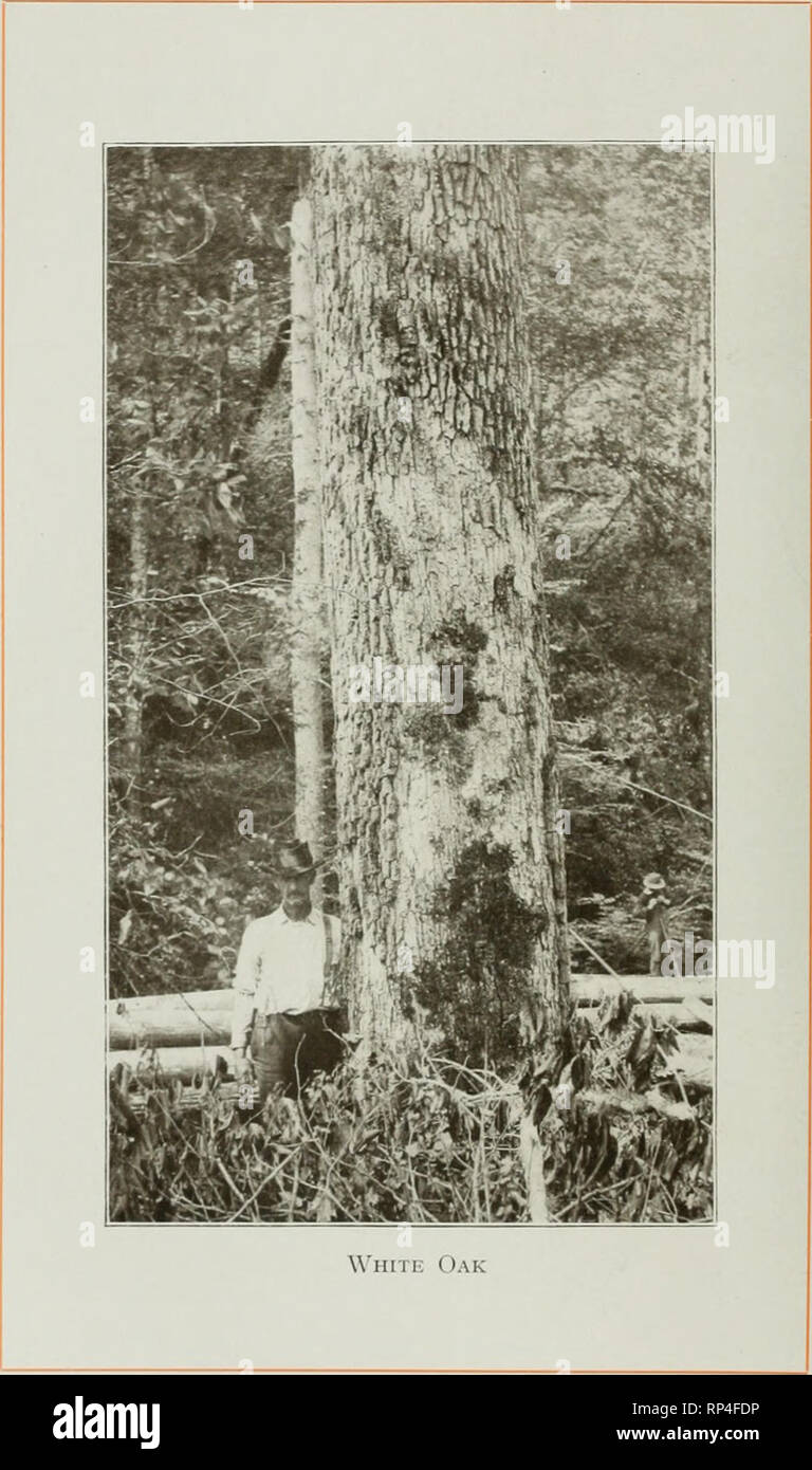 American forest trees, by Henry H. Gibson;. Trees; Timber. 562 American*  Forest Trees numerous kinds of novelties. Spindles for grills and stairways  do not suffer in comparison with black walnut, mahogany,