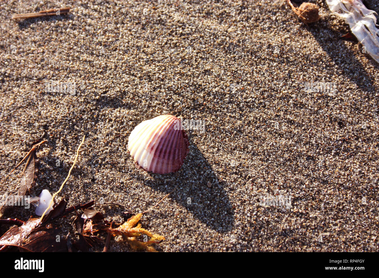 a single shell on the beach Stock Photo - Alamy