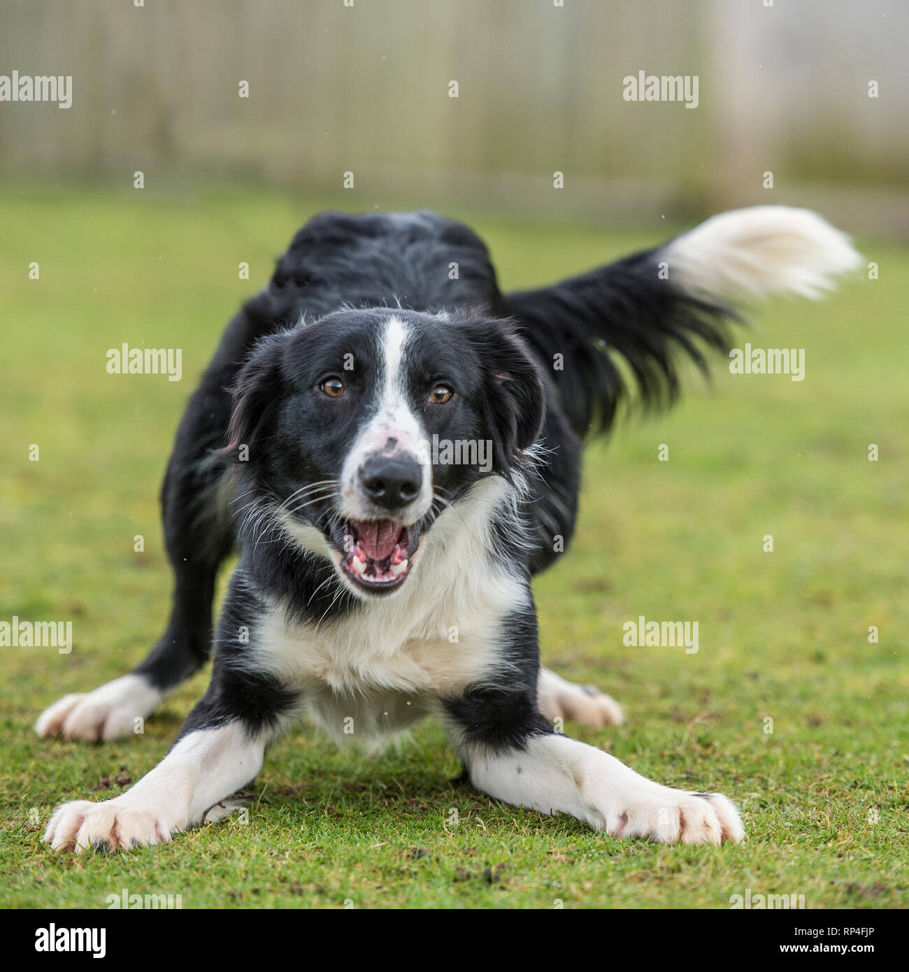 border collie playing Stock Photo
