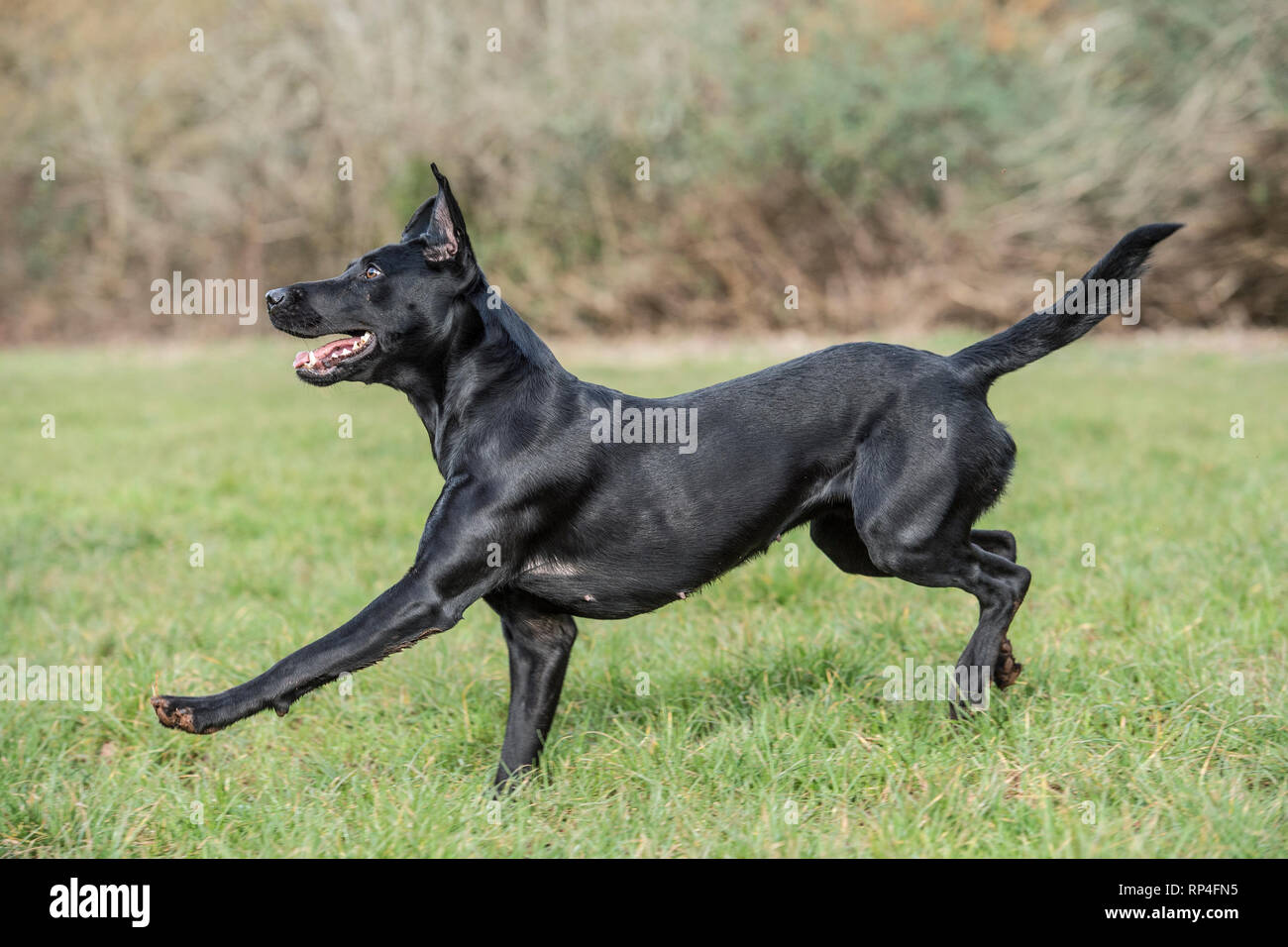 labrador retriever dog running Stock Photo Alamy