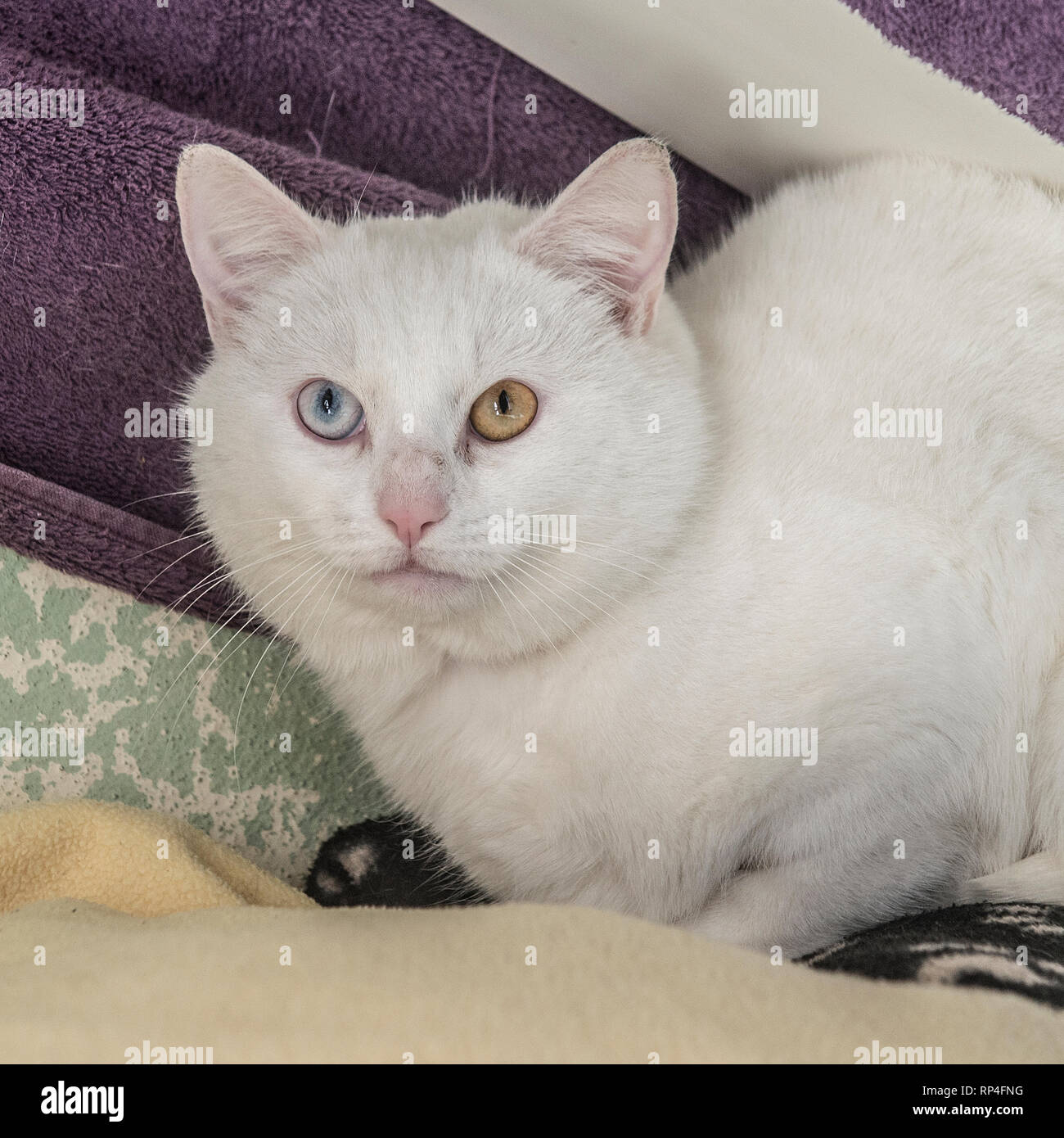 white odd eyed cat Stock Photo