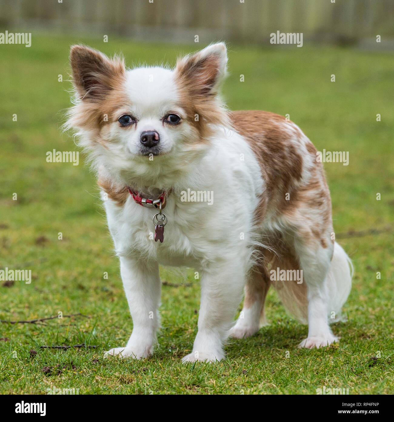 Small Long Haired Chihuahua Stock Photos Small Long Haired