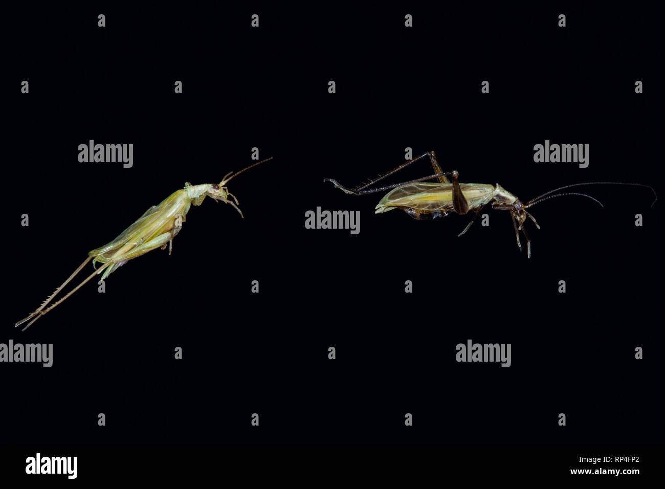 Jumping Katydids, Animalia Euarthropoda Insecta Orthoptera Stock Photo