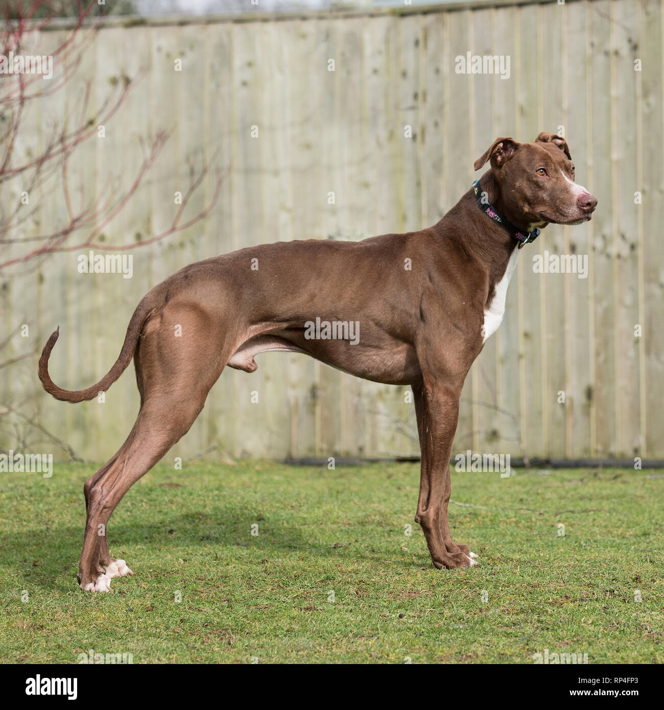 bull lurcher Stock Photo