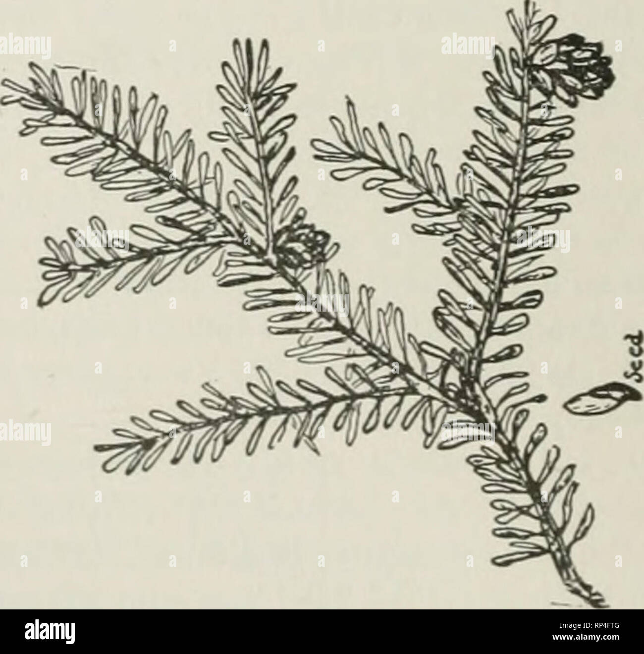 American Sumac A Valuable Tanning Material And Dyestuff English Edition Ebook Download