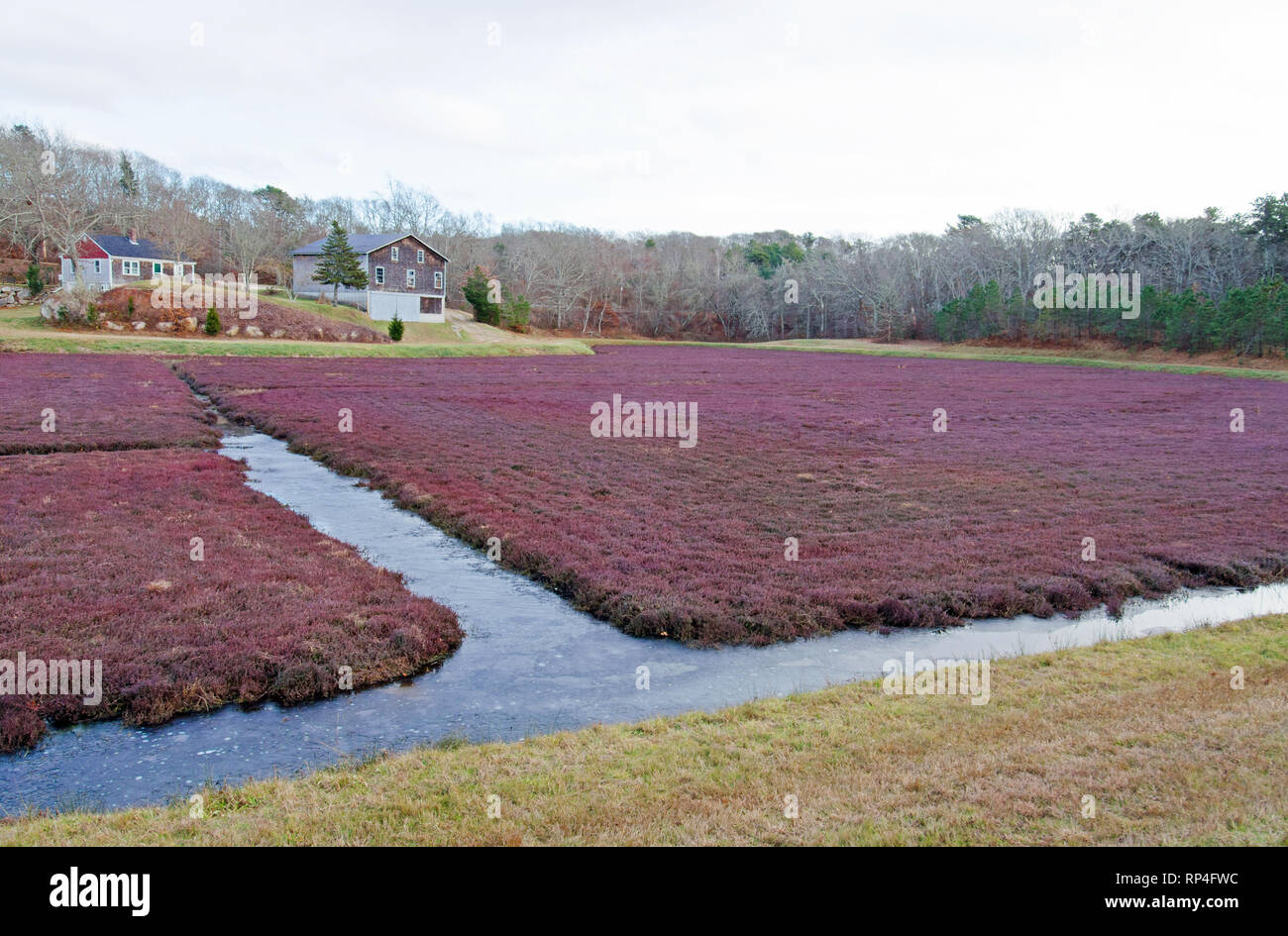 Late autumn cranberry bog with ice on surface of water in Falmouth, Cape Cod, Massachusetts USA