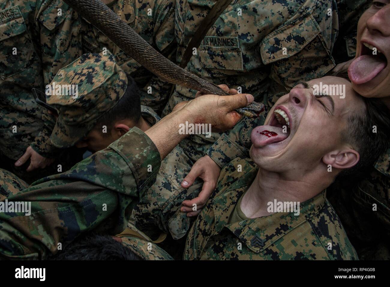 A U.S. drink the blood of a king cobra during jungle survival training as part of Cobra Gold 19 at the Ban Chan Krem training area February 14, 2019 in Chantaklem, Thailand. Cobra Gold is the largest annual joint military cooperation exercise in the Indo-Pacific region. Stock Photo