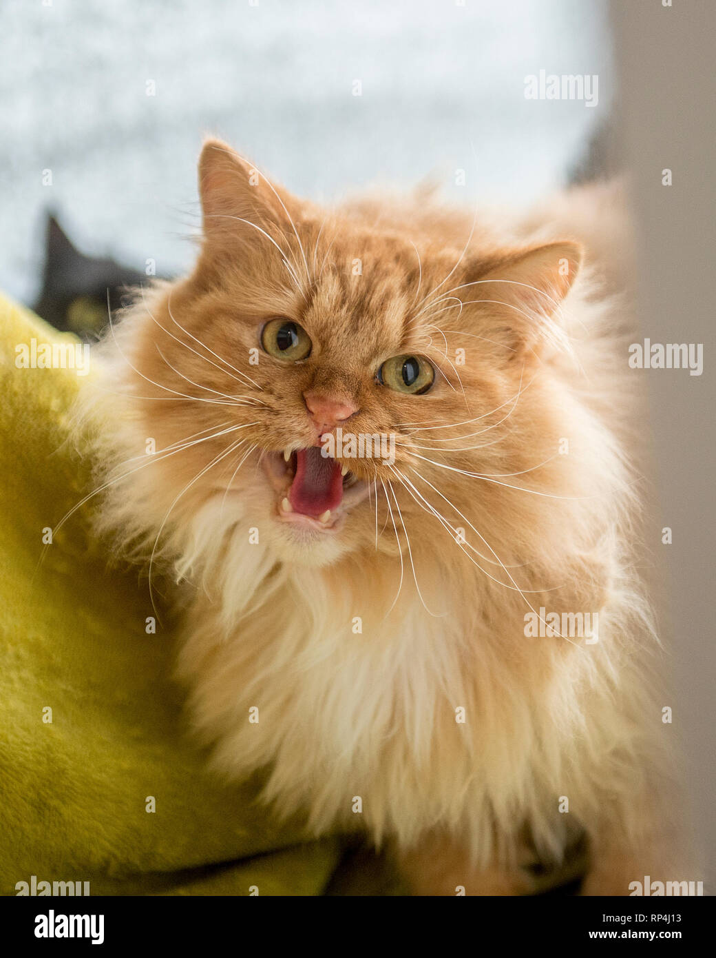 angry cat hissing at camera Stock Photo