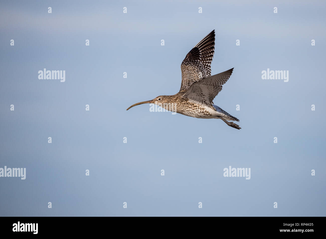 Curlew in flight Stock Photo