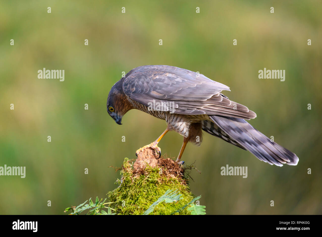 Sparrowhawk, Accipiter nisus, Dumfries & Galloway, Scotland Stock Photo