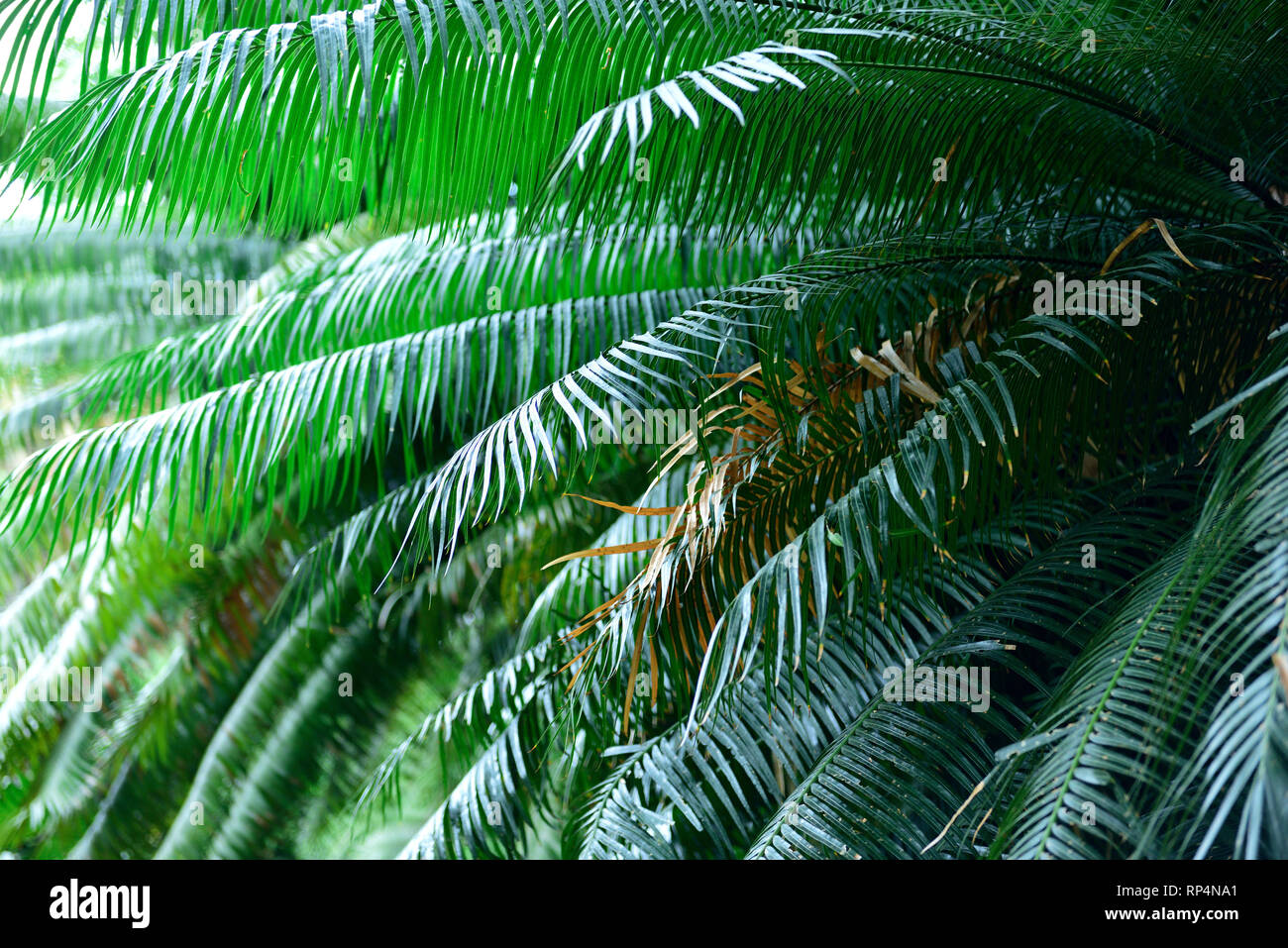 Cycas rumphii, commonly known as queen sago or the queen sago palm in Colombia, South America Stock Photo