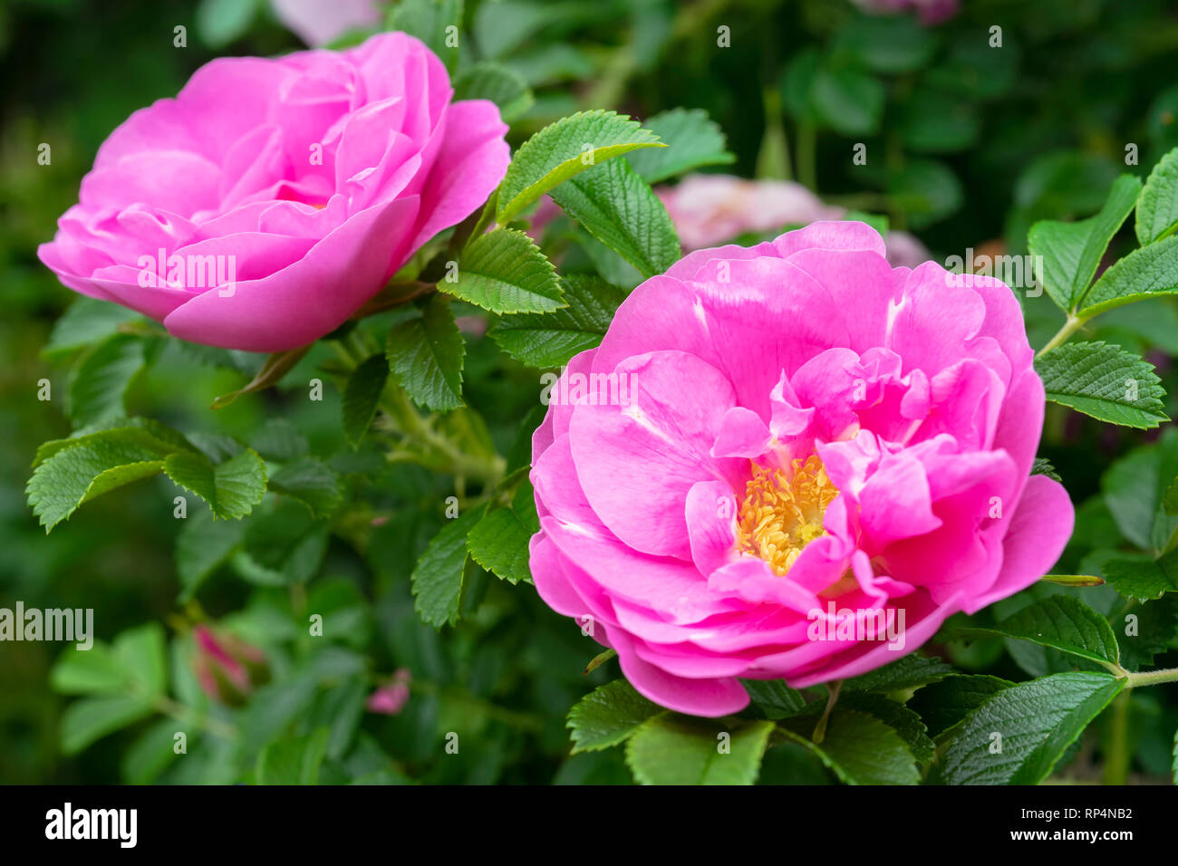 Blooms of old fashioned shurb roses. Stock Photo