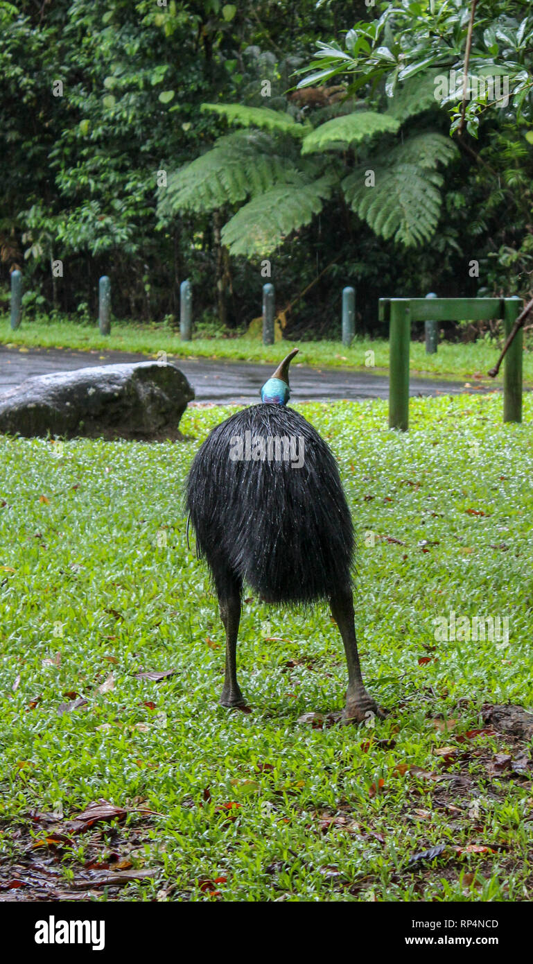 cassowary bck, huge rare running bird in australia rainforest atherton tablelands Stock Photo