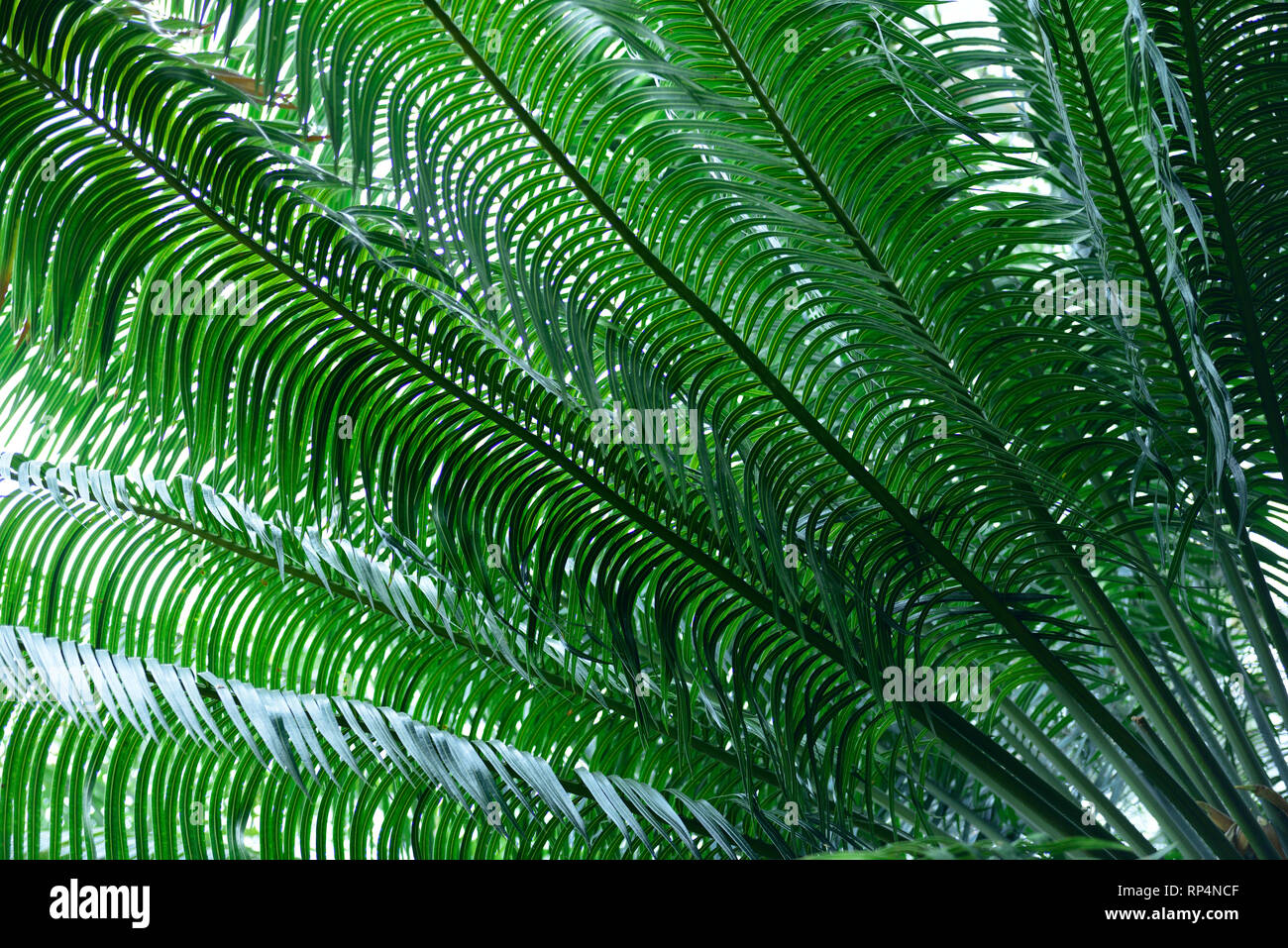 Cycas rumphii, commonly known as queen sago or the queen sago palm in Colombia, South America Stock Photo
