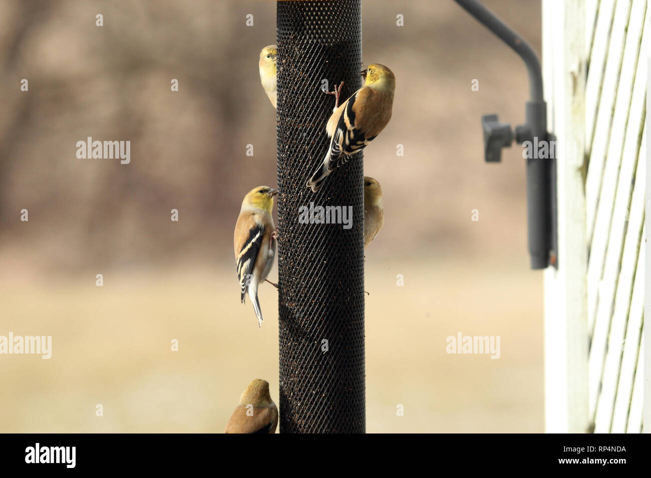 Five American Goldfinch birds eating thistle from a bird feeder in the