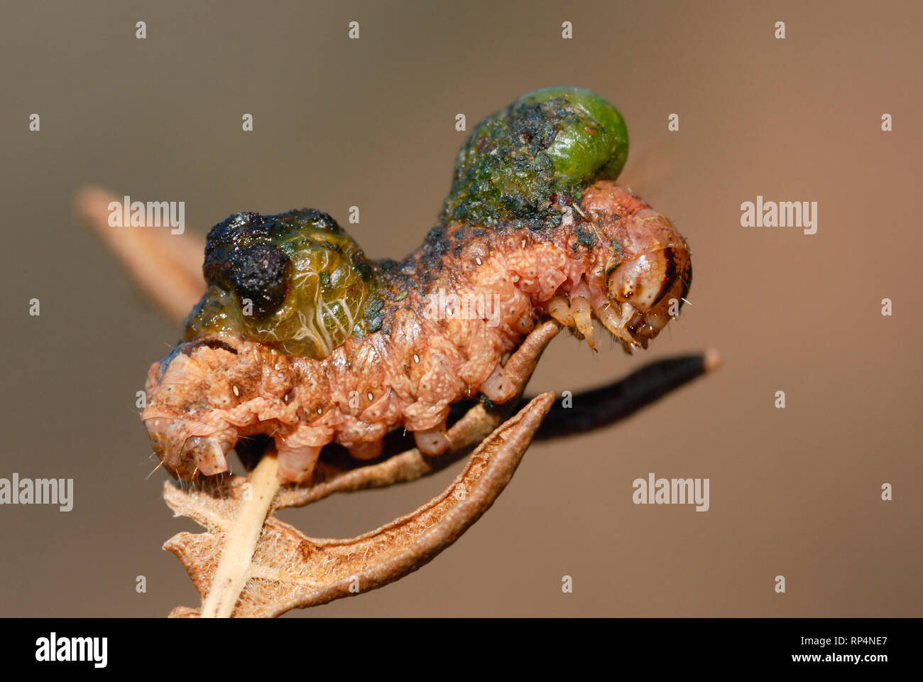 Caterpillar infected by a virus Stock Photo