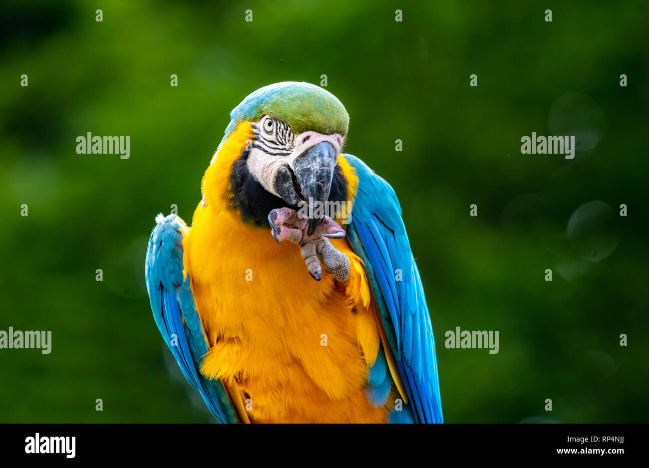 blueyellow parrot eating snack portrait, bokeh background with
