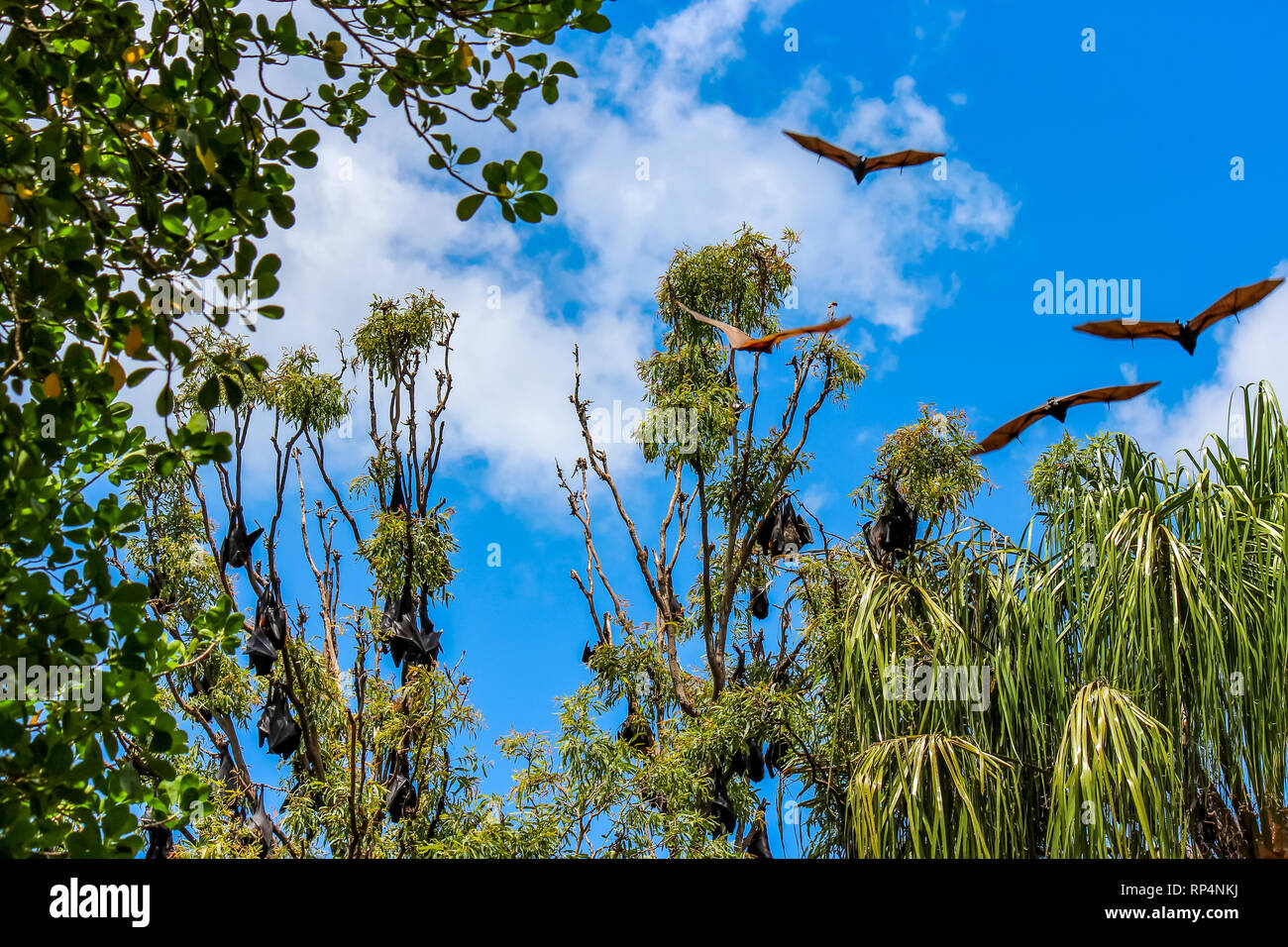flying fox colony in sydney botanical gardens Stock Photo - Alamy