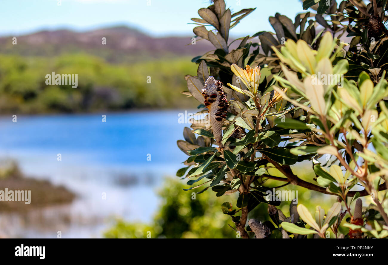 lake mackenzie background on fraser island, adventure travel australia backpacker Stock Photo