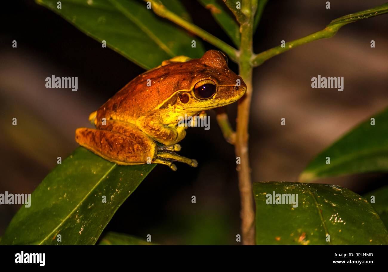 orange frog in australian rainforest by nifght spotting adventure Stock Photo
