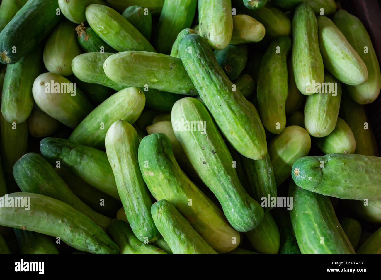 A pile of cucumbers Stock Photo