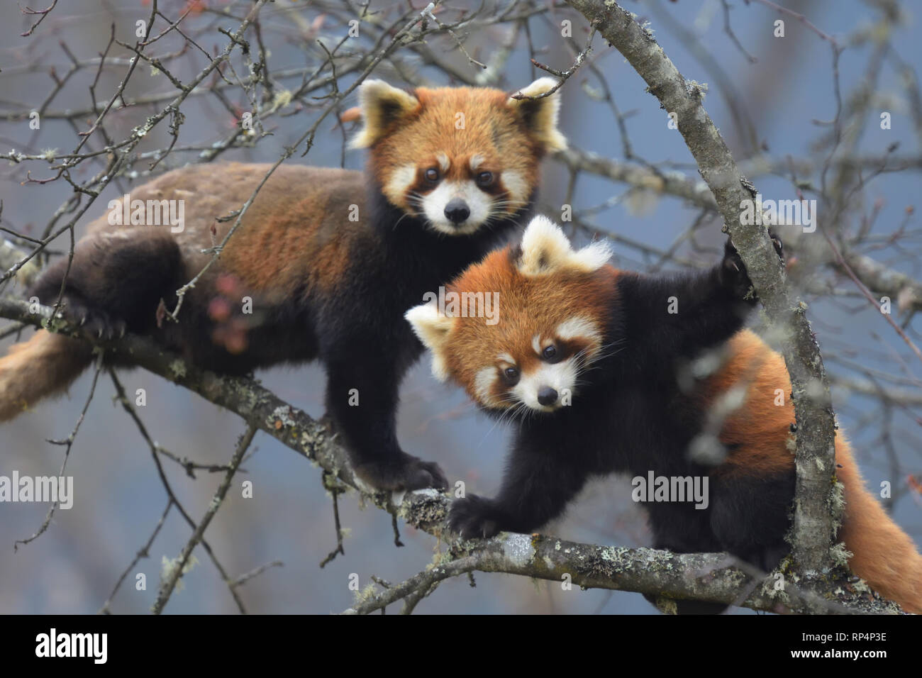 A cute pair of Red Pandas (Ailurus fulgens) Stock Photo