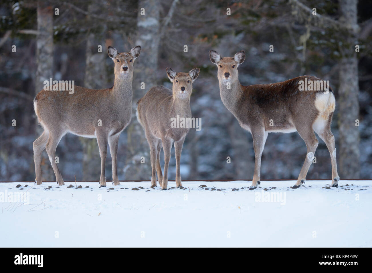 Family of Sika Deer (Cervus nippon) Stock Photo