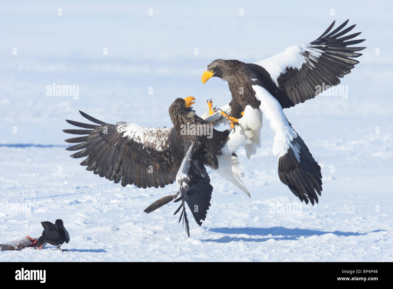 Two Steller's Sea Eagles (Haliaeetus pelagicus) fighting while a crow steals their fish. Stock Photo