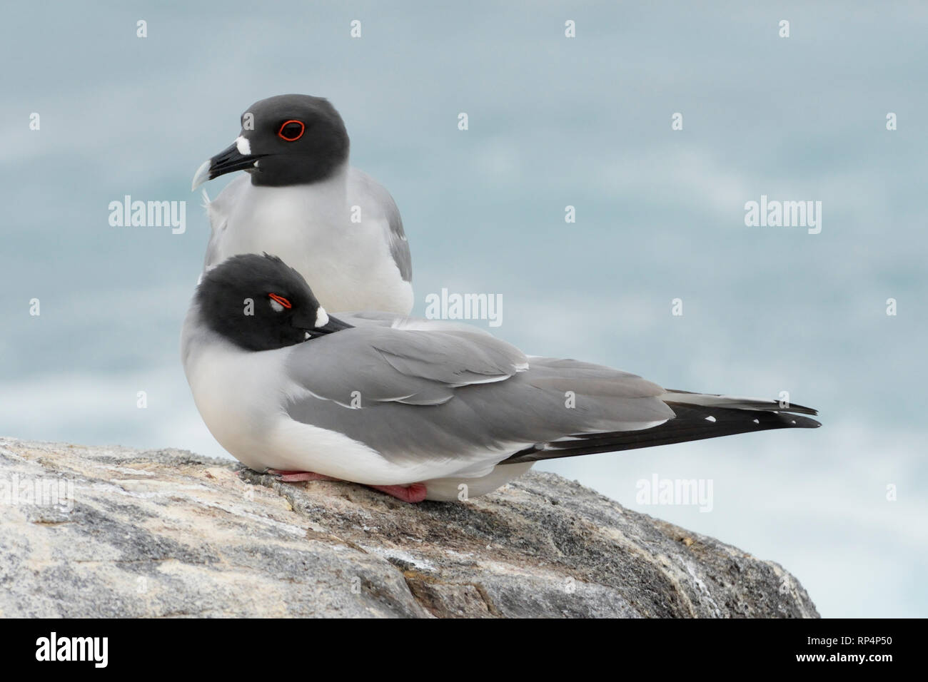 A pair of Swallow-tailed Gulls (Creagrus furcatus) Stock Photo