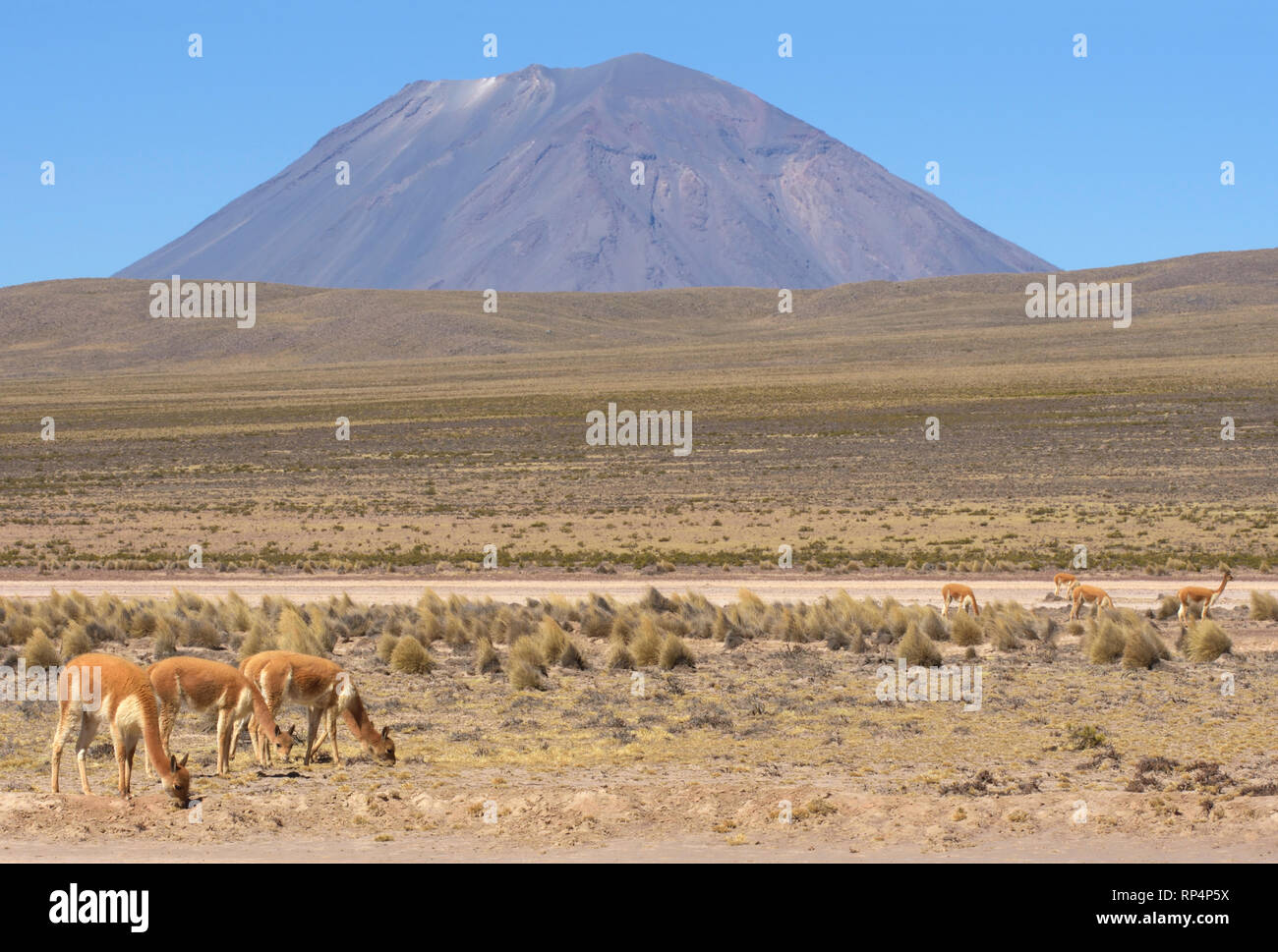 Herd of Vicuna (Vicugna vicugna) grazing on the plateau below Misti Volcano Stock Photo
