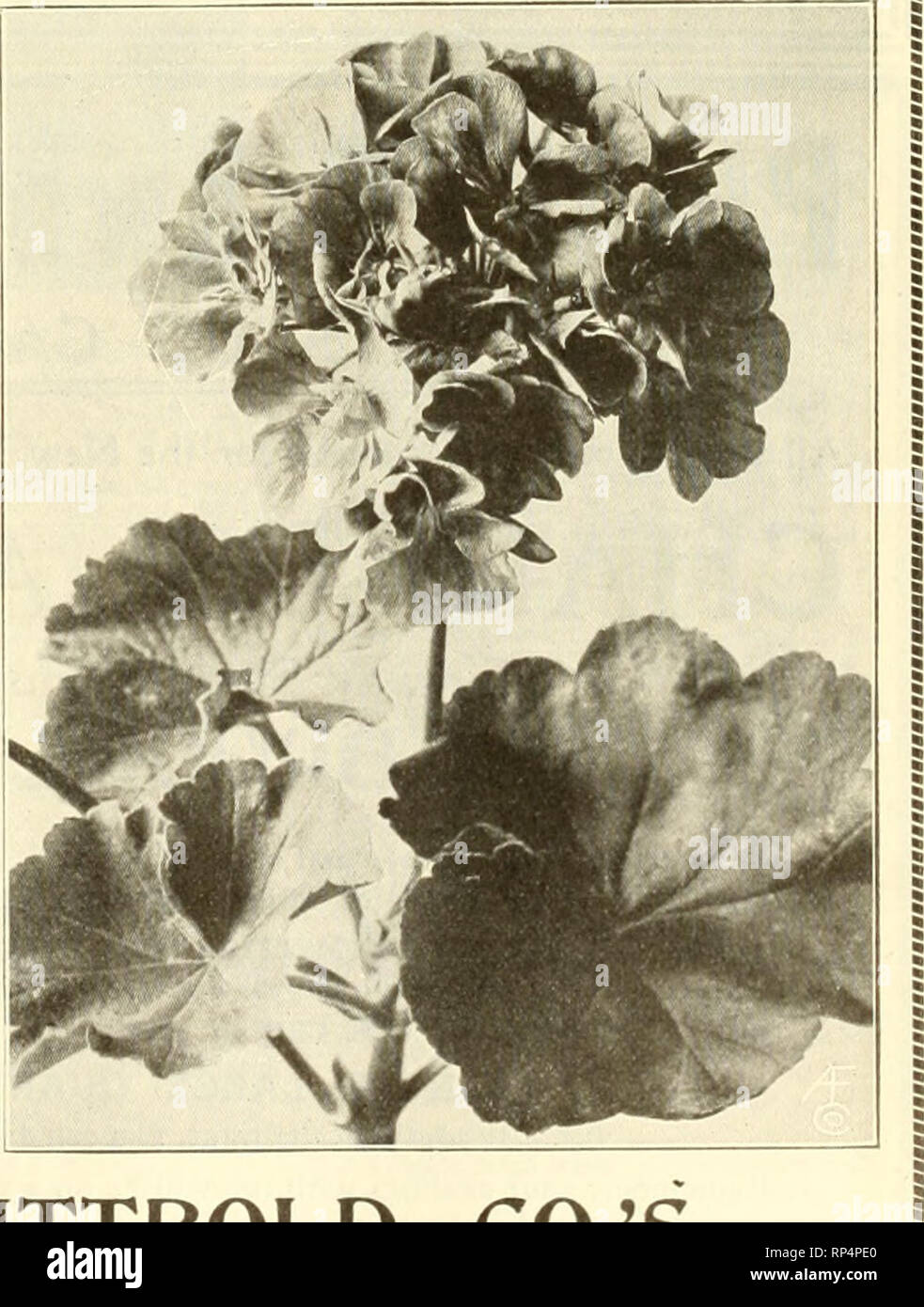. The American florist : a weekly journal for the trade. Floriculture; Florists. TREES Each Moms Pendula (WeepinB MulbL-rry). 3 jr., heads 5 ft, high, stems IVi to IH in $1.25 Cherry, Early Richmond and Dyebrus, 1 to m in, stem 6 to 8 ft 50 Acer Negundo (Box Elder), 2 to 2V2 in. stems. 8 to 10 (t 1 00 Salix Americana (American Weeping Willow), m to IH in, stems 7 to 8 ft., nice heads.. 1 25 DUmus Montana Pendula (Camperdown Weeping Elm). 2H to 3 in. stems. 10 to 12 ft., 3 Populus Monilifera (Carolina Poplar), 2 to2ti in 75 SHRUBS Weeping Mulberry. Comus Siberica (Dogwood). 3H to 4 ft. bashy Sp Stock Photo