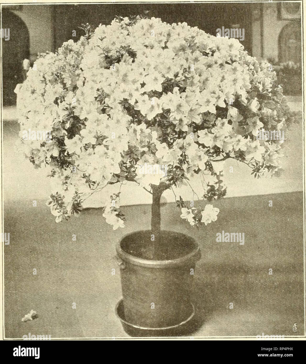 The American Florist A Weekly Journal For The Trade