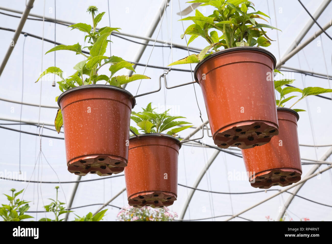 Suspended ceiling terracotta hires stock photography and images Alamy