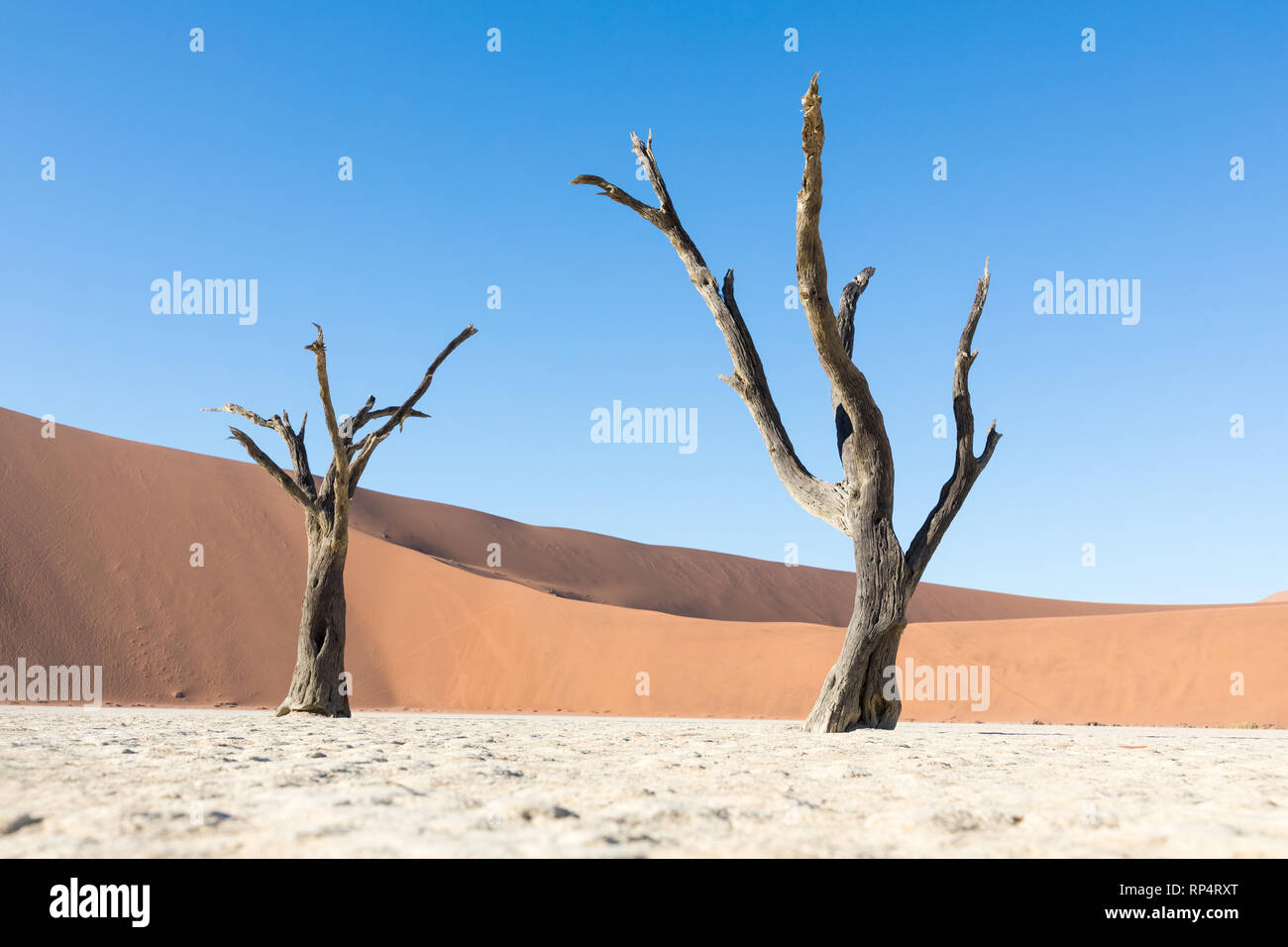 The Sossusvlei pan in Namib Naukluft National Park, Namibia and a dead acacia tree in front of the dune calles Big Daddy Stock Photo